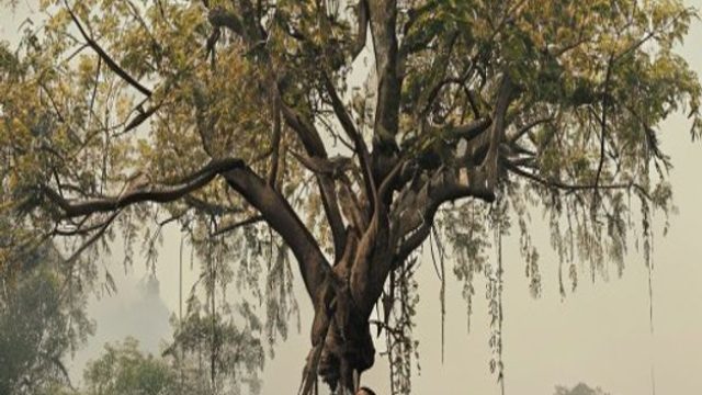Bodhi Tree Multimedia Selected for Assam's Digital Initiative | yogel, 88dewa 9, 18 and up casinos n